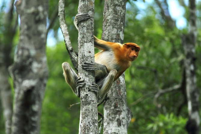Day Trip Sepilok Orang Utan & Proboscis Monkey (Flight Excluded) - Sepilok’s orangutan feeding platform