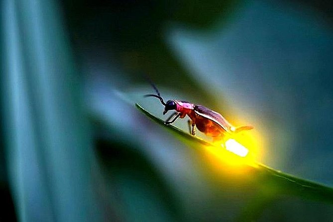 Day Trip to Batu Caves & Firefly - Why this day trip works from Kuala Lumpur