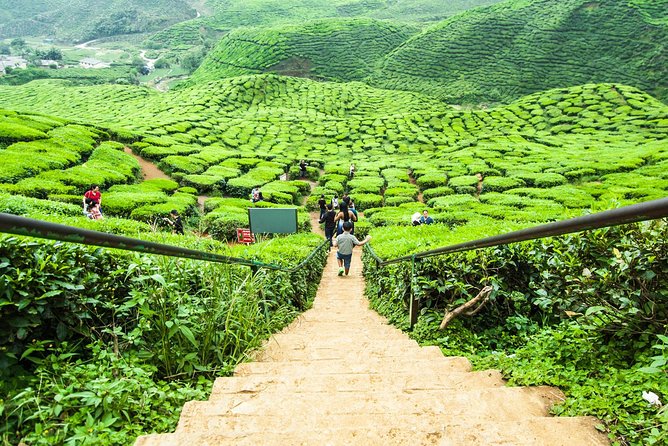Day Trip to Cameron Highlands: Nature Escape from Kuala Lumpur - Tanah Rata and Brinchang, two useful hill towns