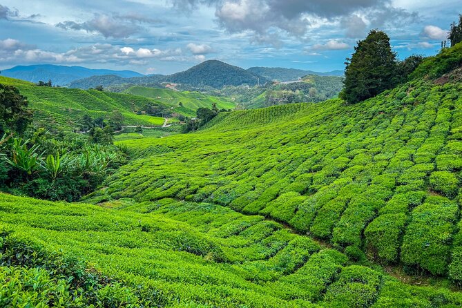 Elevate Your Senses: A Day of Wonders in Cameron Highlands! - What this Cameron Highlands day includes