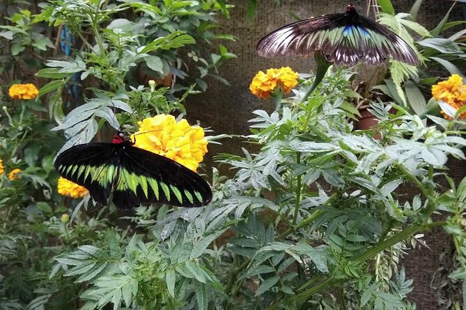 Elevate Your Senses: A Day of Wonders in Cameron Highlands! - Why Cameron Highlands works as a day trip