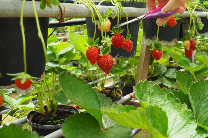 Elevate Your Senses: A Day of Wonders in Cameron Highlands! - Is $93.49 per person fair?