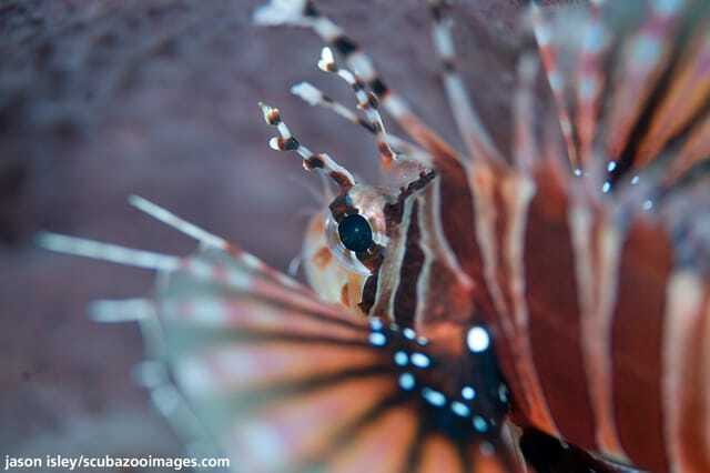 Enjoy 3 Fun Dives in Kota Kinabalu | Certified Divers - Key points to know before you book