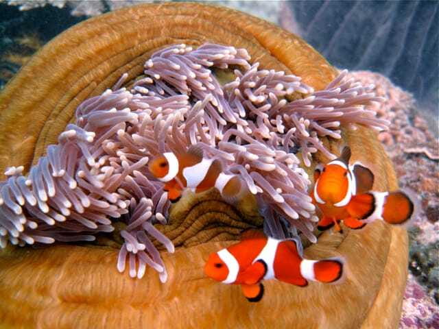Enjoy 3 Fun Dives in Kota Kinabalu | Certified Divers - The second session at noon