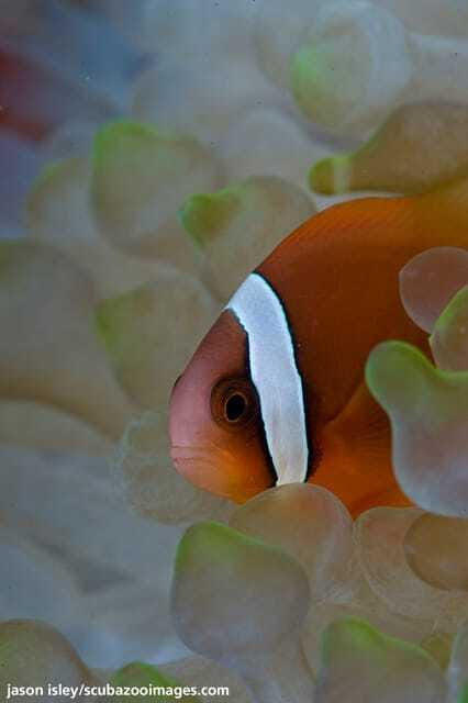 Enjoy 3 Fun Dives in Kota Kinabalu | Certified Divers - Why Sabah’s location matters underwater