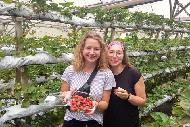Explore Cameron Highlands: Full-Day Tour with Scenic Batu Caves - Ringlet, Habu, and the first highland farms