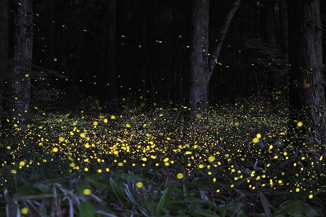 Fireflies Cruise with Batu Cave Visit and Seafood Dinner - Who will get the most from this experience
