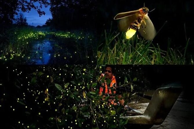 Fireflies & Silver leaf monkey Gazing tour - Key points before you book