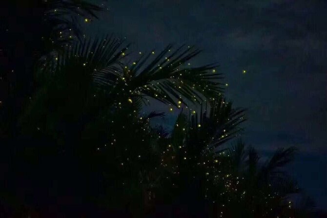 Fireflies & Silver leaf monkey Gazing tour - Leaving Kuala Lumpur around 4 p.m.