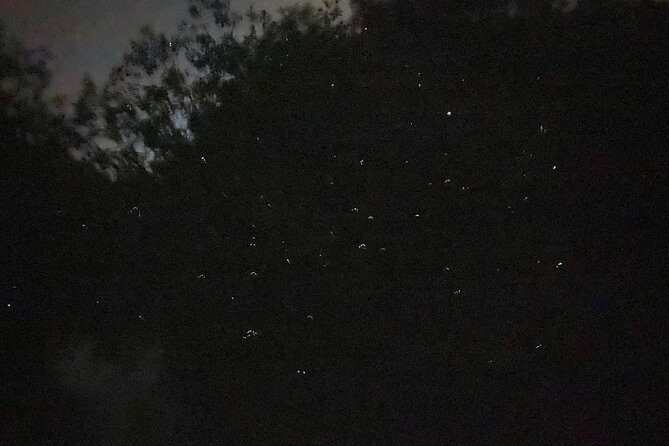 Fireflies & Silver leaf monkey Gazing tour - Kampung Kuantan Firefly Park after dark