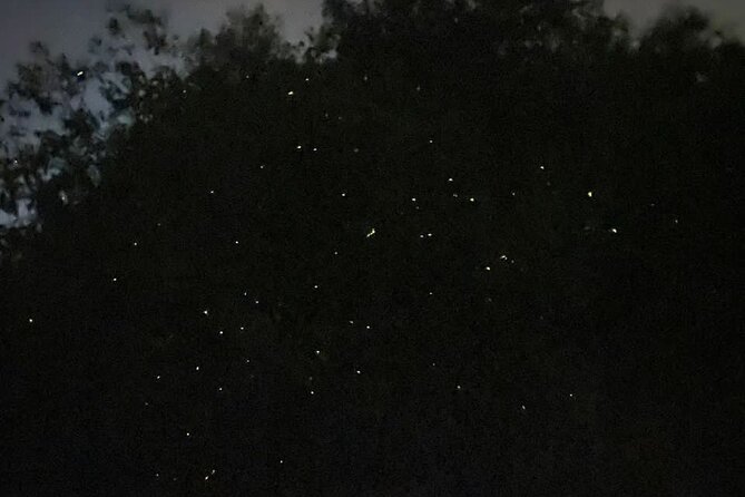 Fireflies & Silver leaf monkey Gazing tour - Blue Tears and eagle feeding: know what costs extra