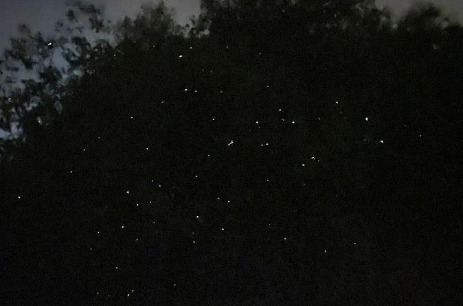 Fireflies & Silver leaf monkey Gazing tour - The guides can make or break the evening