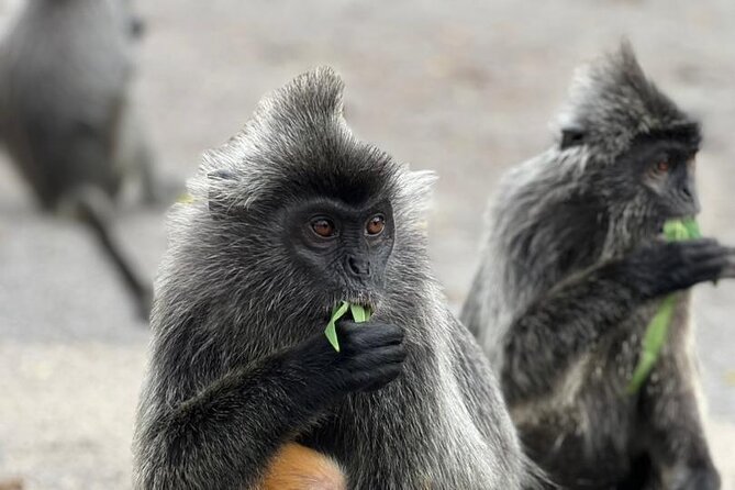 Fireflies & Silver leaf monkey Gazing tour - Sri Shakti Temple in 20 minutes