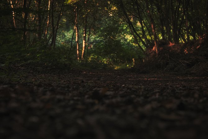 Fireflies Tour in Cherating - Watching the mangroves wake up after dark