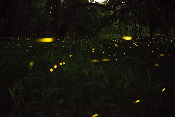 Fireflies Tour in Cherating - Meeting at 7:30pm in Cherating