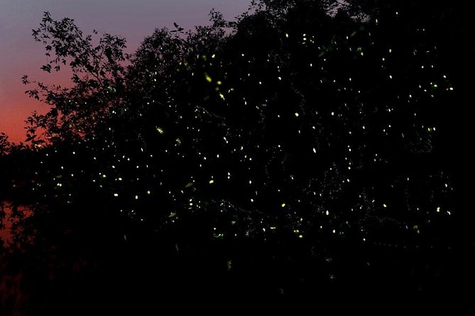 Firefly Tour Johor Bahru@Kota Tinggi Firefly Park - Key points to know before you book