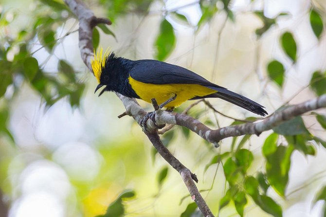 Fraser's Hill Bird-Watching & Nature Sightseeing Tour from Kuala Lumpur - Key points at a glance