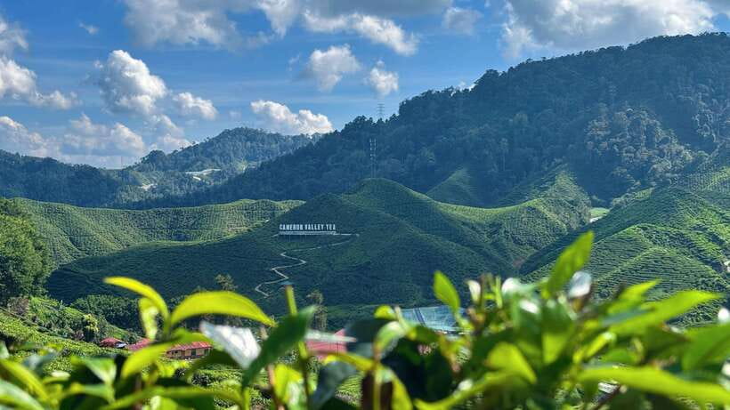 From Kuala Lumpur: Cameron Highlands Day Tour with Lunch - The Best Parts of This Cameron Highlands Day