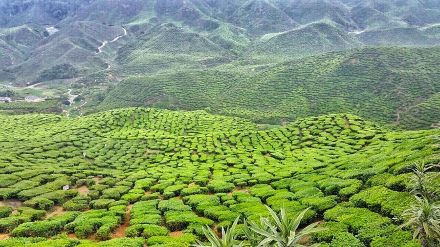 From Kuala Lumpur: Cameron Highlands Day Tour with Lunch - What to Pack for the 17 to 24°C Weather
