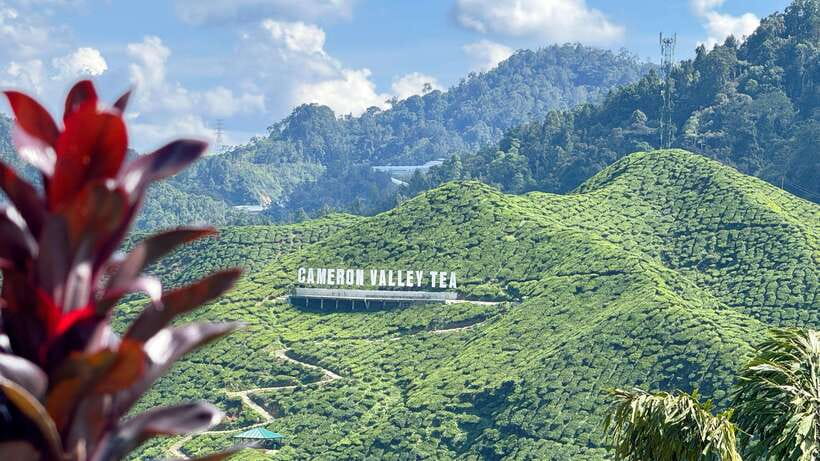 From Kuala Lumpur: Cameron Highlands Day Tour with Lunch - AGRO Market: Flowers, Animals, and Plenty of Shopping