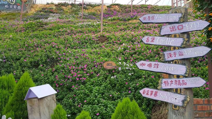 From Kuala Lumpur: Cameron Highlands Full-Day Tour - Key points before you book