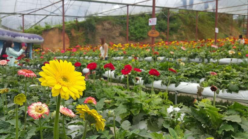 From Kuala Lumpur: Cameron Highlands Full-Day Tour - Why Cameron Highlands works as a day trip