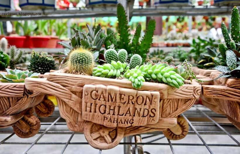 From Kuala Lumpur: Cameron Highlands Full-Day Tour - Rose Valley is colorful but commercial