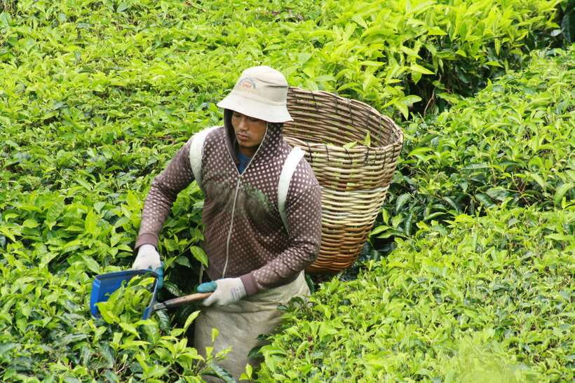 From Kuala Lumpur: Cameron Highlands Full-Day Tour - Butterfly Park and the insect displays