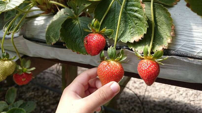 From Kuala Lumpur: Cameron Highlands Full-Day Tour - Kea Farm shows the highlands at work