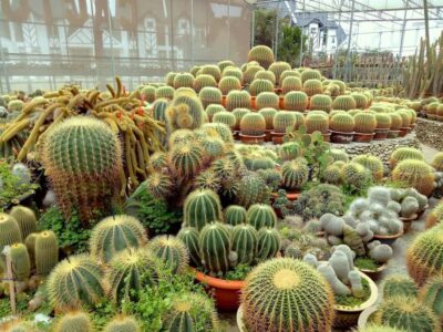Cameron Highlands Private or Join In Tour
