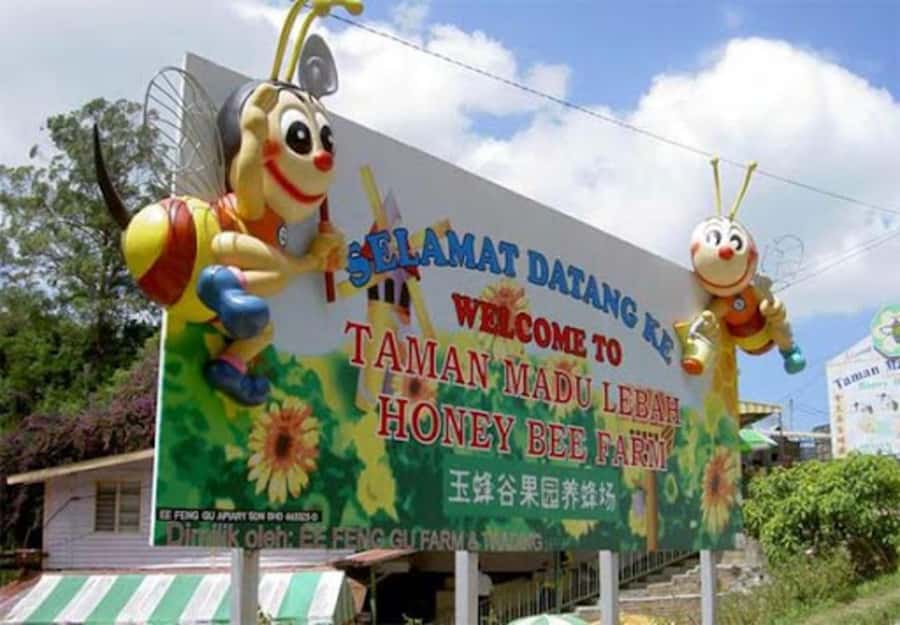 From Kuala Lumpur: Cameron Highlands Private or Join In Tour - Butterfly Farm: colorful, but not for every visitor