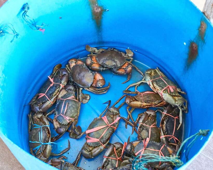 From Kuala Lumpur: Crab Island Tour with Seafood Lunch - Small bites before the main meal