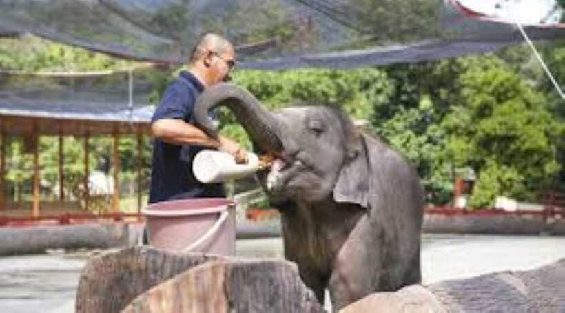 From Kuala Lumpur: Elephant Sanctuary Guided Tour - The 35-minute ride to the waterfall
