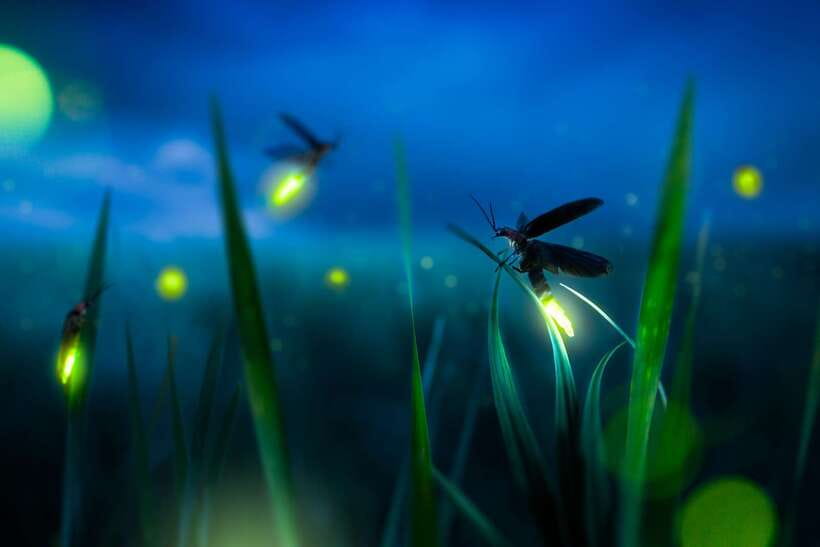 From Kuala Lumpur: Fireflies Tour and Seafood Dinner - Key points to know before booking