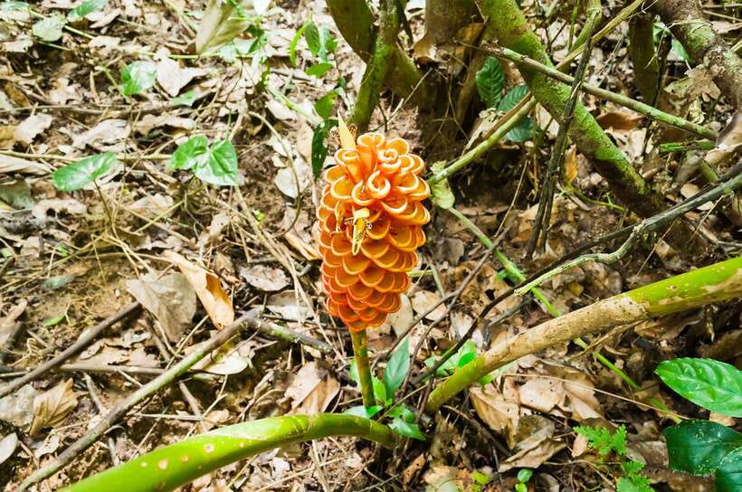 From Kuala Lumpur: Full-Day Taman Negara National Park - Key things to know before booking