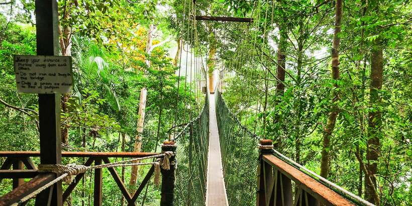 From Kuala Lumpur: Full-Day Taman Negara National Park - The canopy walkway problem
