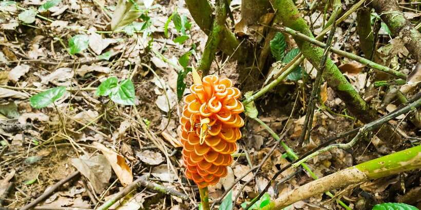 From Kuala Lumpur: Full-Day Taman Negara National Park - Learning to hunt with a blowpipe