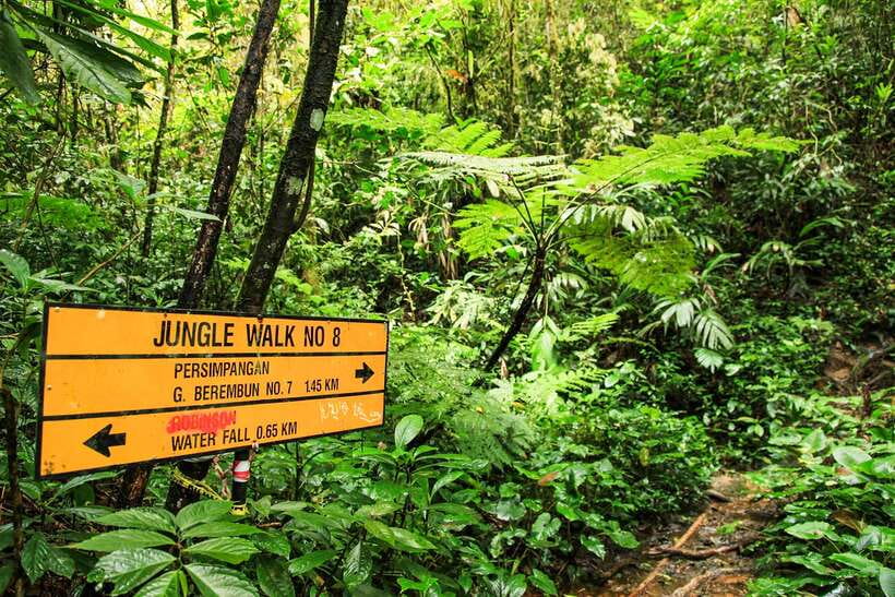 From Kuala Lumpur: Full-Day Taman Negara National Park - Is $173 good value for one day?