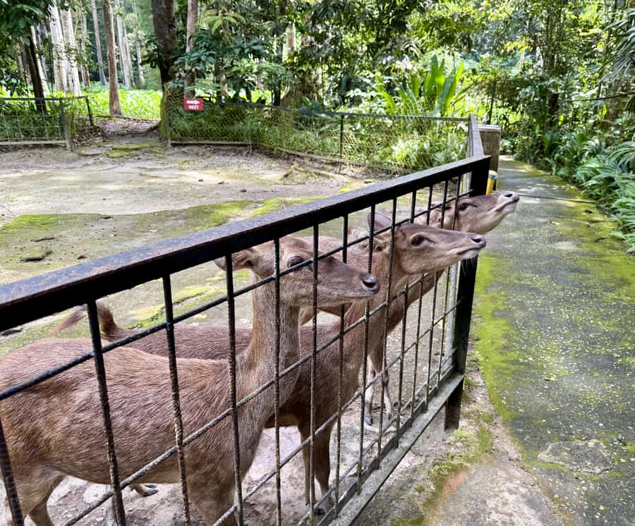 From Kuala Lumpur: Kuala Gandah Elephant Sanctuary Day Trip - Key points to know before booking