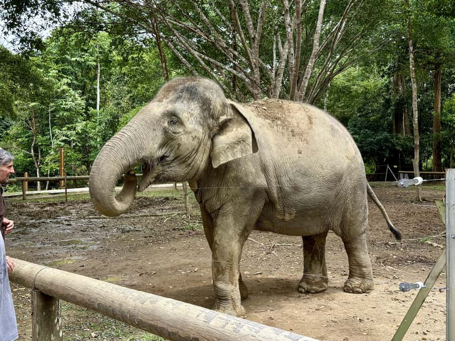 From Kuala Lumpur: Kuala Gandah Elephant Sanctuary Day Trip - Kuala Gandah focuses on rescue and rehabilitation