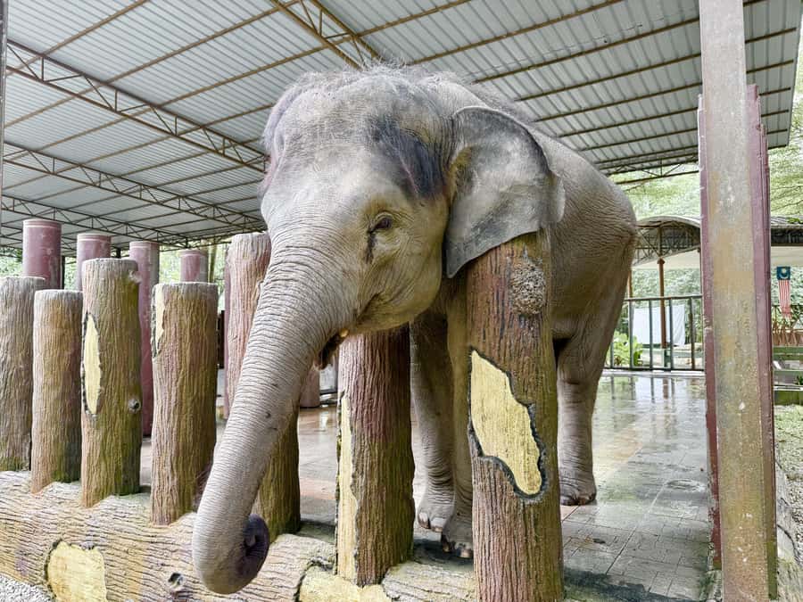 From Kuala Lumpur: Kuala Gandah Elephant Sanctuary Day Trip - Feeding and baby elephants are the emotional highlights