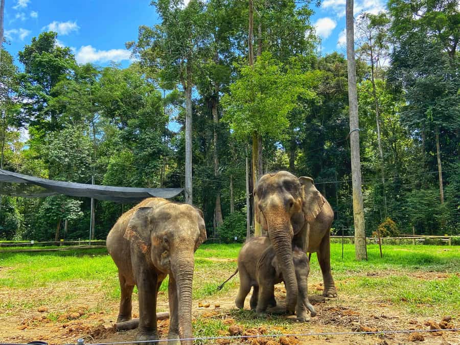 From Kuala Lumpur: Kuala Gandah Elephant Sanctuary Day Trip - Batu Caves gives you a fast first look