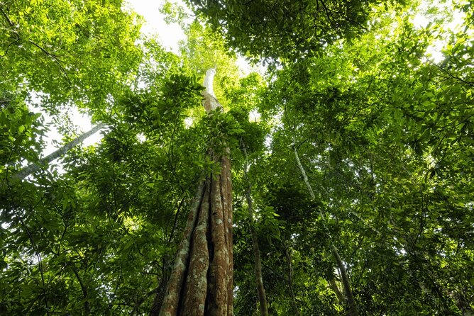From Kuala Lumpur Taman Negara Day Trip With Lunch - Forest Trails and the 130-Million-Year Story
