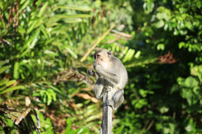 Full Day Bongawan River Cruise with Proboscis Monkey Sightseeing - Searching the mangroves for proboscis monkeys