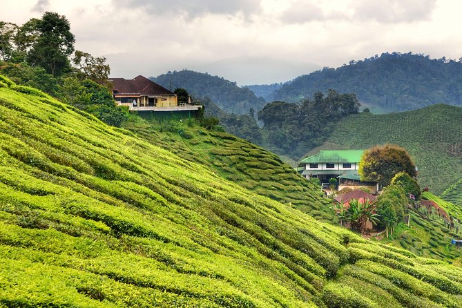 Full-day Cameron Highlands Day Trip from Kuala Lumpur - What this Cameron Highlands day trip really involves