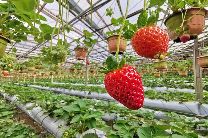 Full-day Cameron Highlands Day Trip from Kuala Lumpur - Big Red Strawberry Farm and Cactus Valley