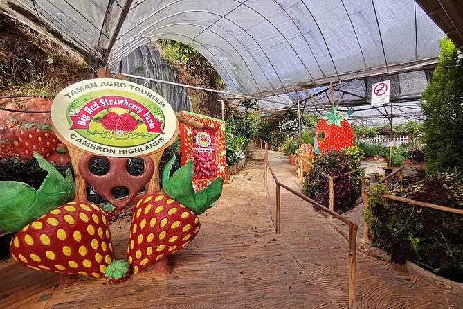 Full-day Cameron Highlands Day Trip from Kuala Lumpur - Brinchang Night Market and the food question