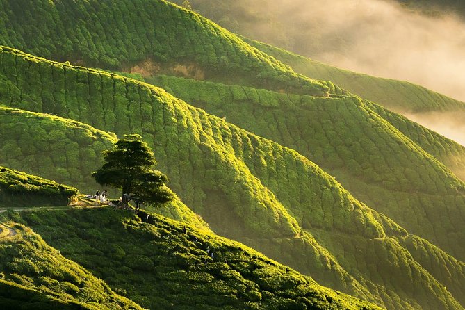 Full-day Cameron Highlands Day Trip from Kuala Lumpur - Cameron Valley Tea gives the trip its best view
