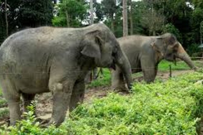Full Day Elephant Sanctuary Tour with lunch Local food - Key points before you book