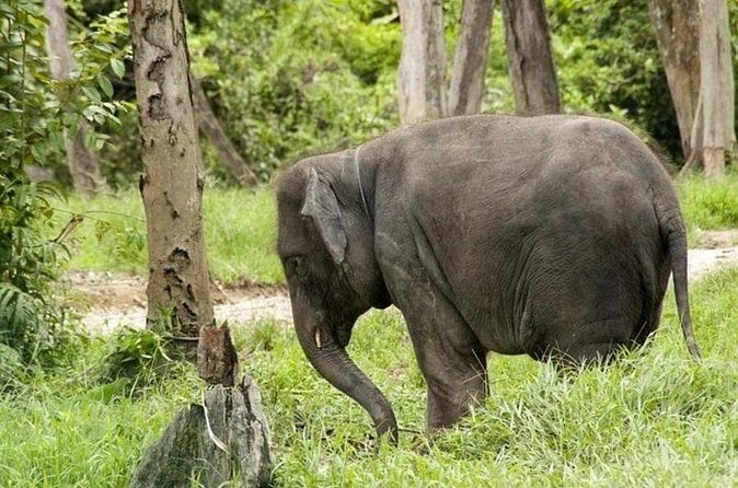 Full Day Elephant Sanctuary Tour with lunch Local food - Why this private elephant trip works well from Kuala Lumpur